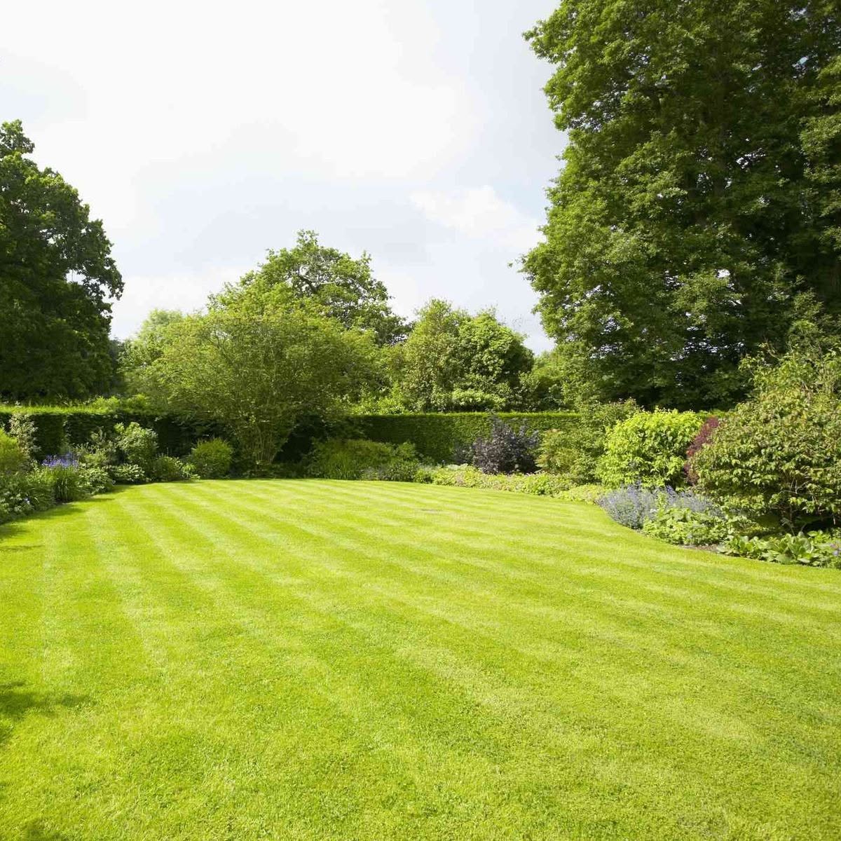 Fully recovered thick green Sudbury lawn after consistent care