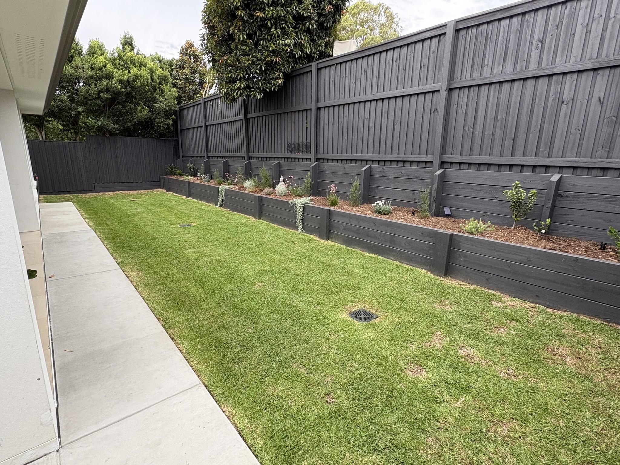 Healthy Sudbury lawn with one dead strip along the fence