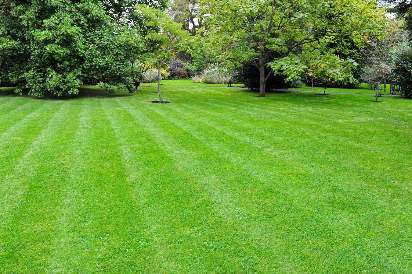 Healthy green Sudbury residential lawn in midsummer showing results of professional lawn care program