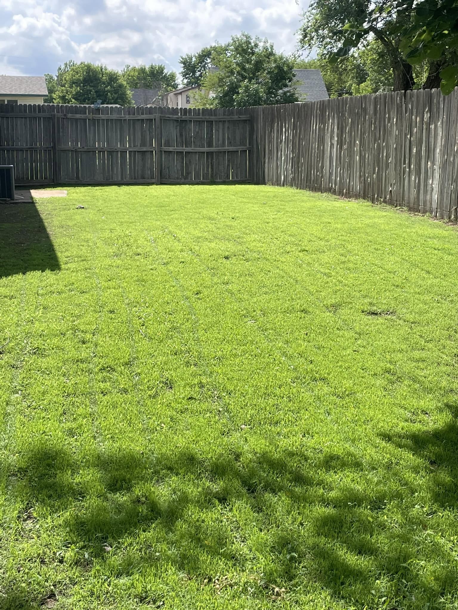 Healthy thick Sudbury lawn with deep roots before summer drought hit