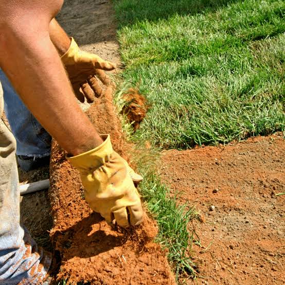 Homeowner inspecting sod roll root depth and thickness at sod farm near Sudbury