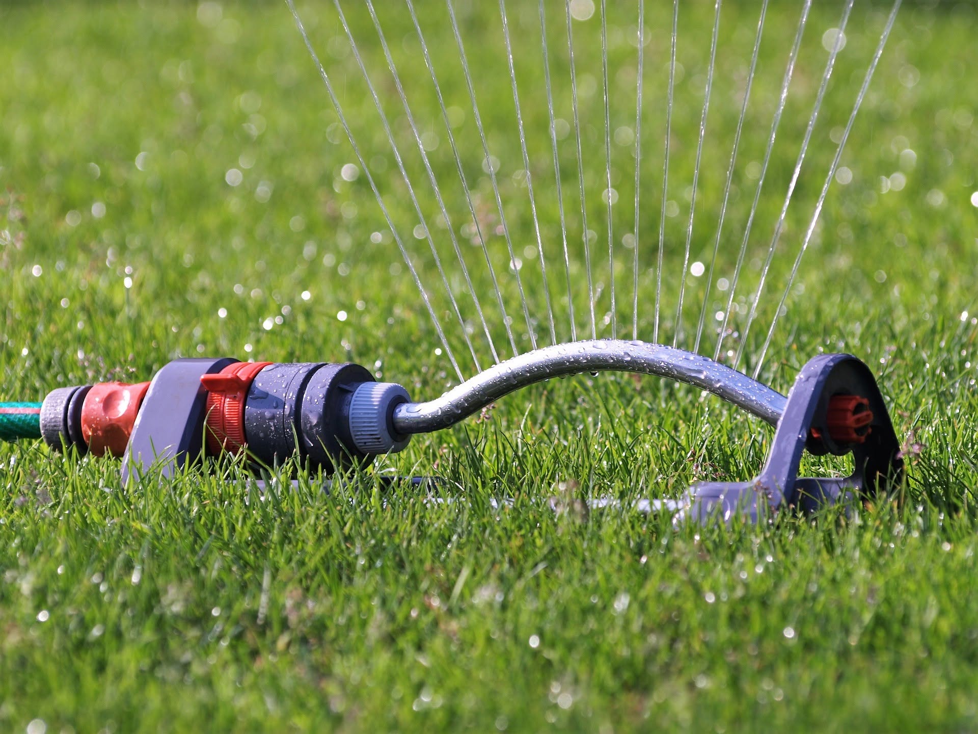 Homeowner watering Sudbury lawn daily with sprinkler in summer heat