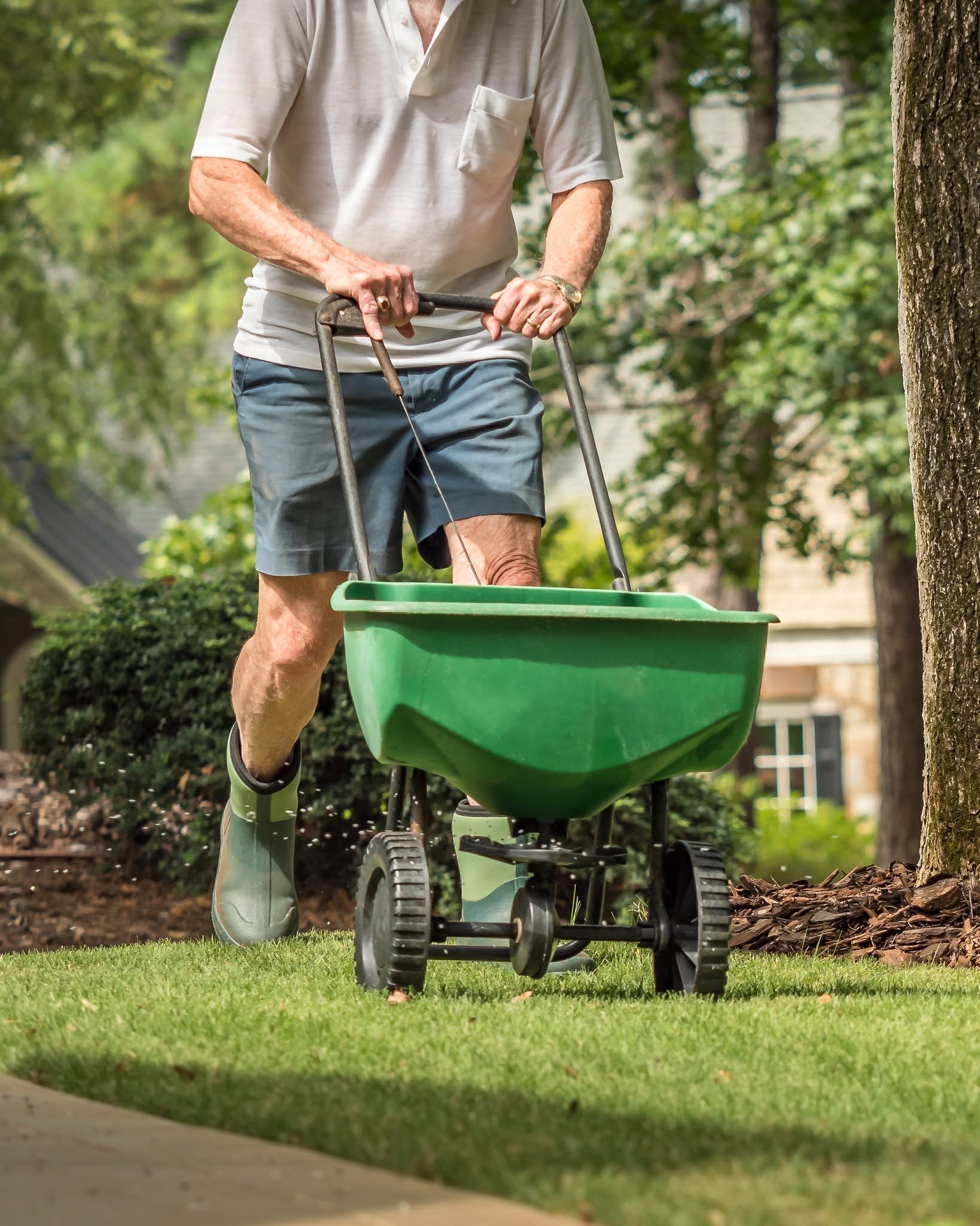Lawn fertilizer being applied to recovering Sudbury Ontario residential lawn in late spring