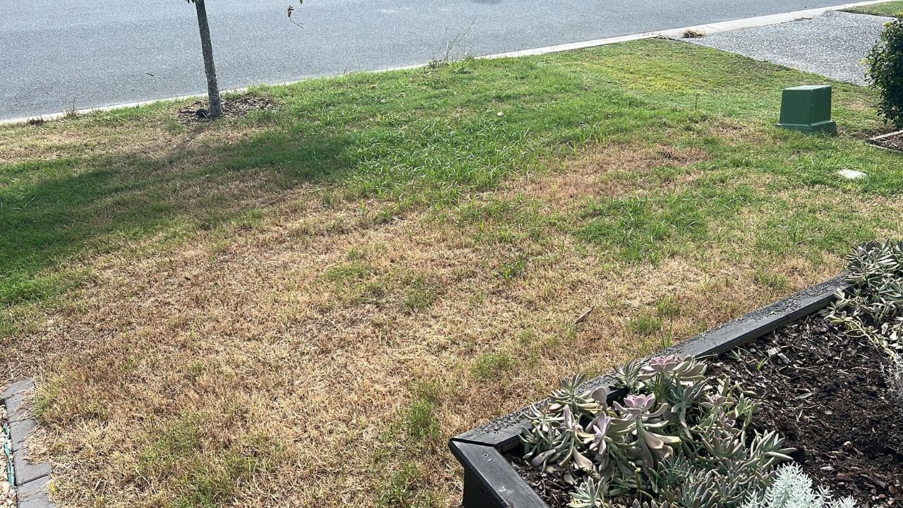 Neglected rental property lawn in Sudbury showing season of missed maintenance