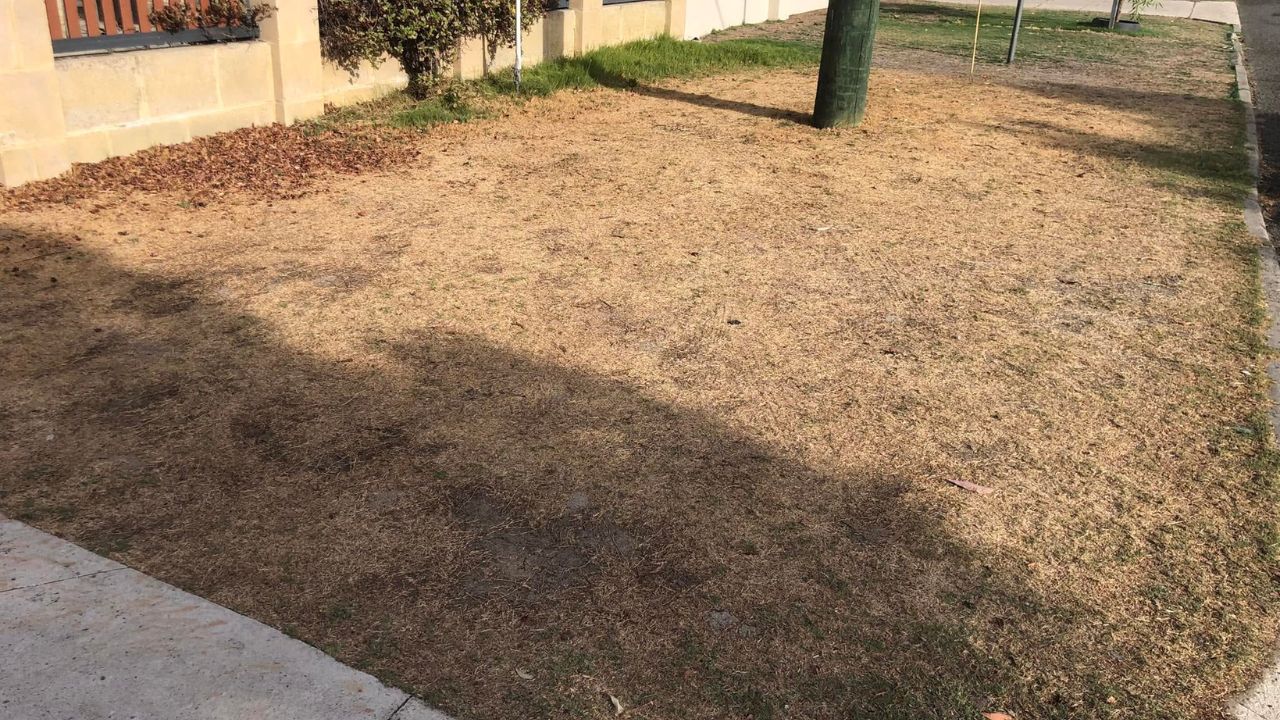 New Sudbury subdivision lawn struggling to establish on compacted construction soil