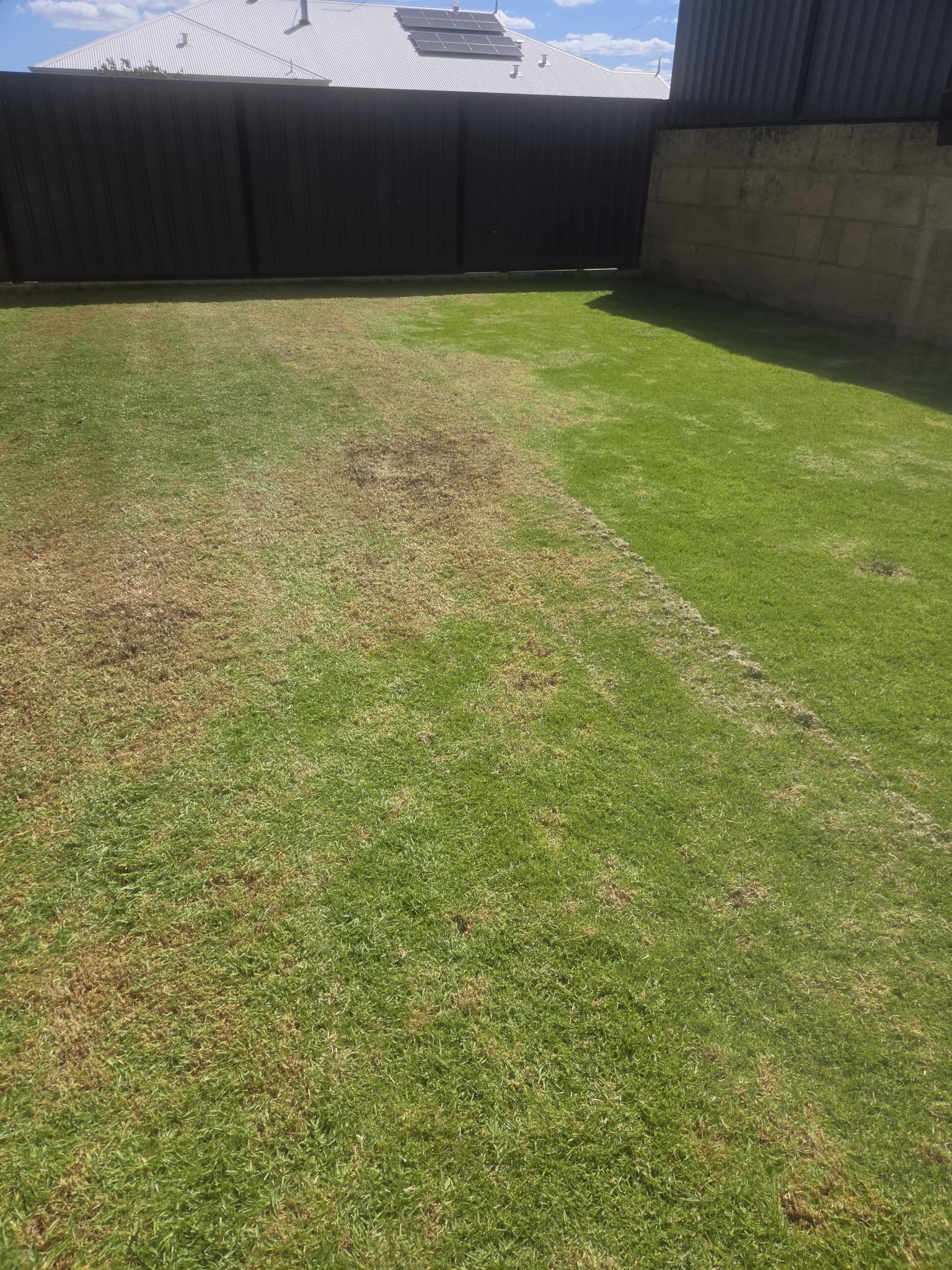 New subdivision lawn in Sudbury showing patchy thin growth from wrong care approach