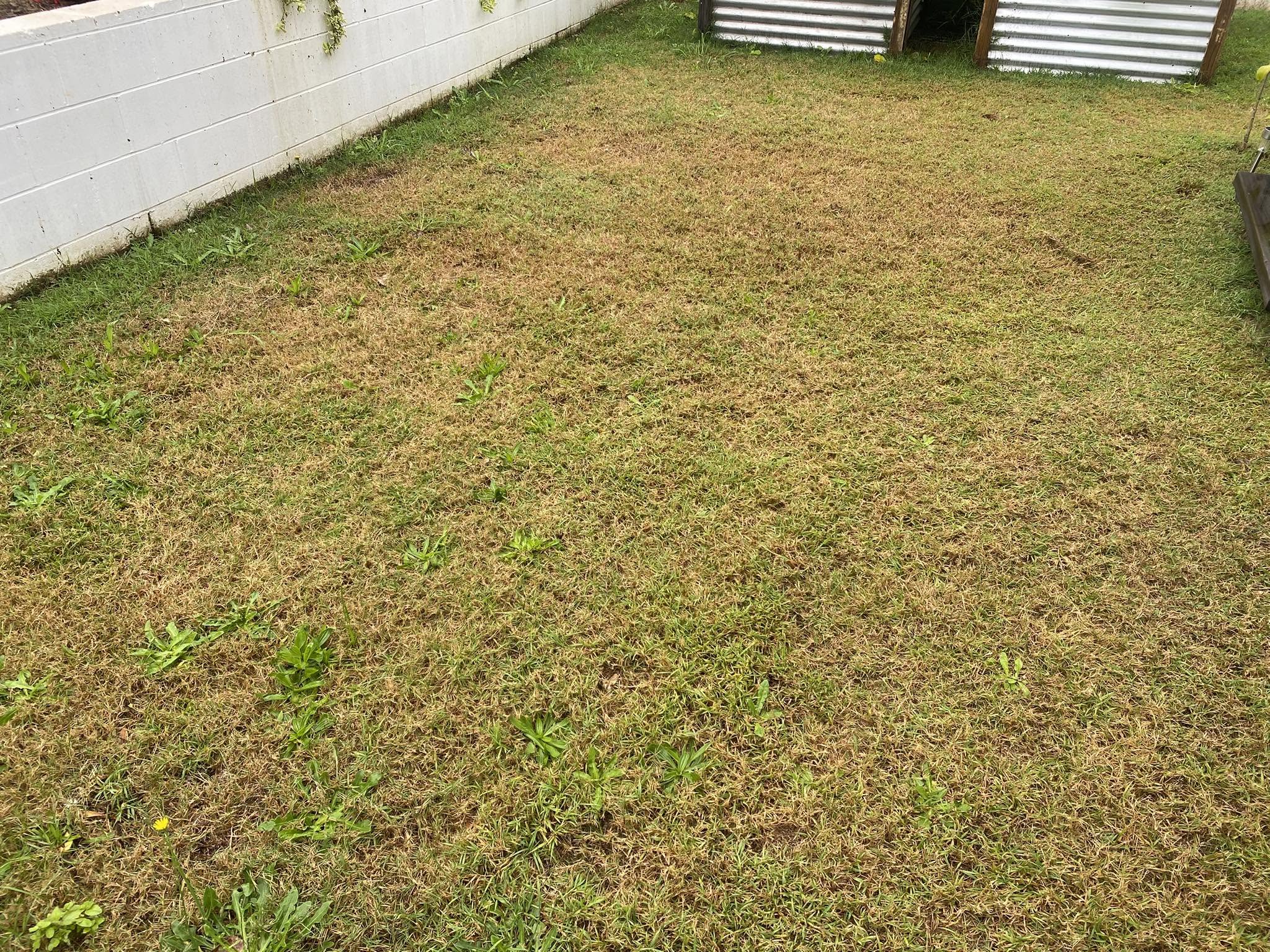 Newly installed green sod lawn beside patchy bare lawn area showing comparison of sod versus failed seeding on Sudbury property