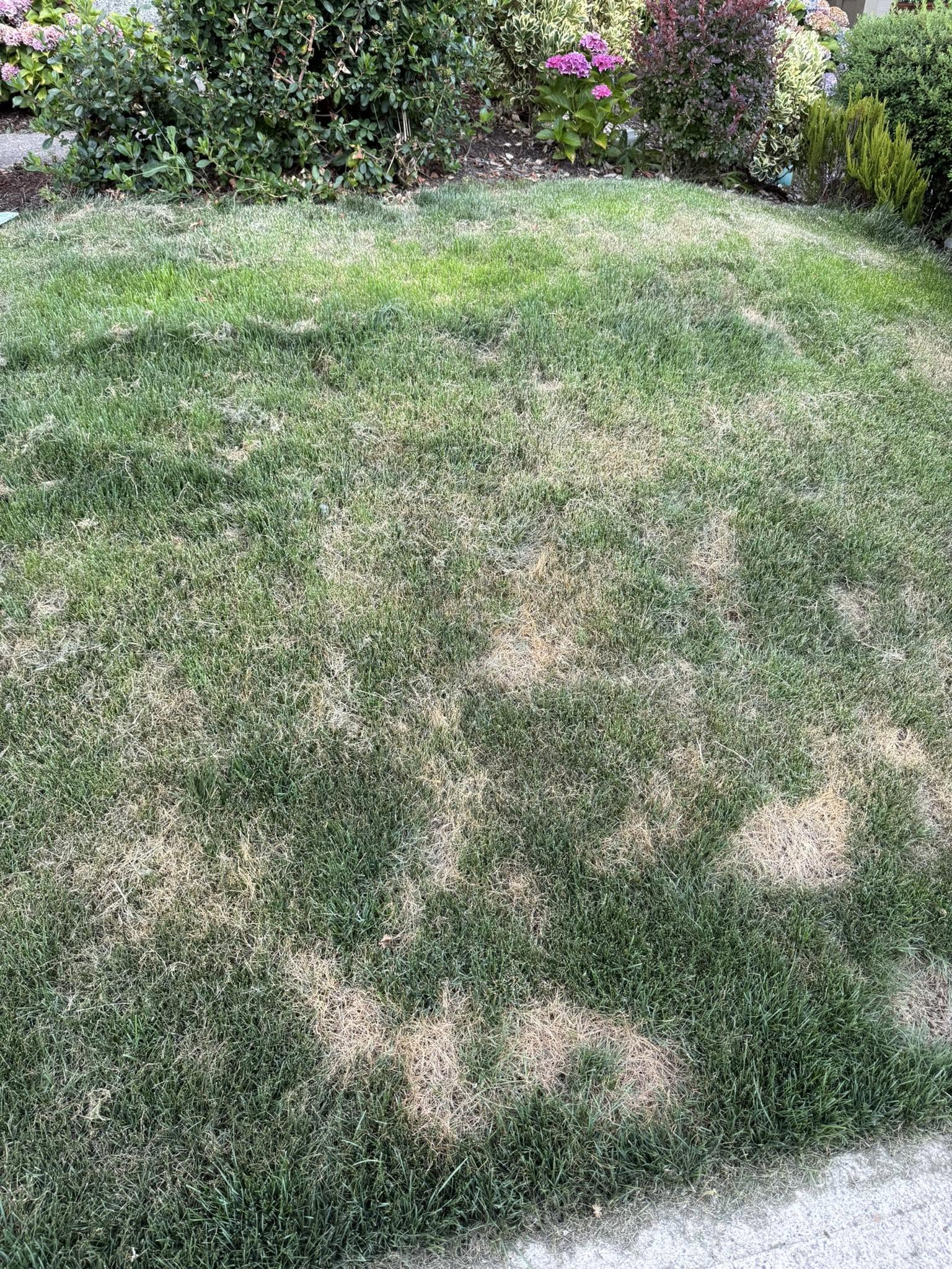 Overwatered Sudbury lawn showing fungal patches and shallow root damage