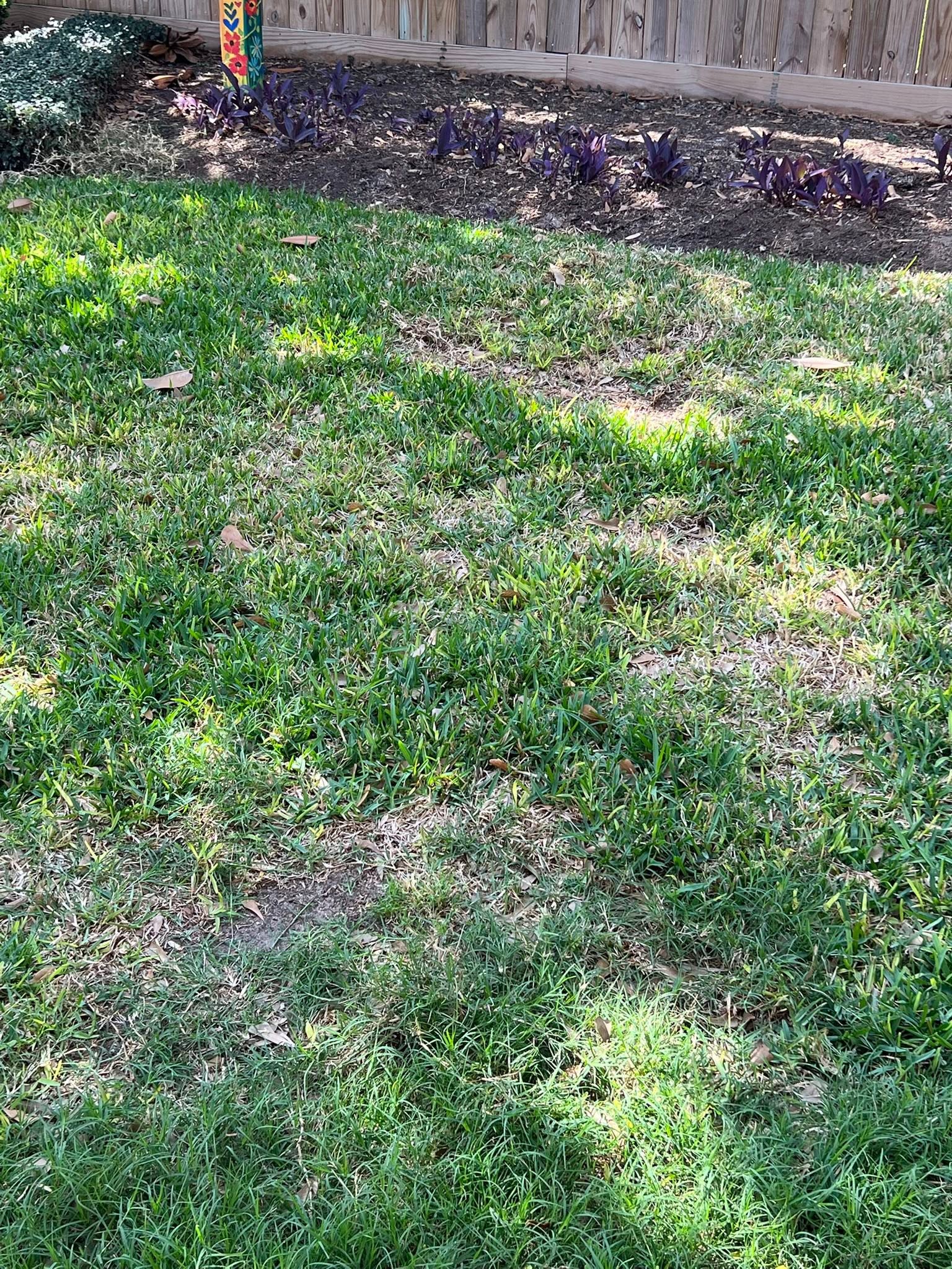 Overwatered Sudbury lawn showing fungal patches and shallow root damage
