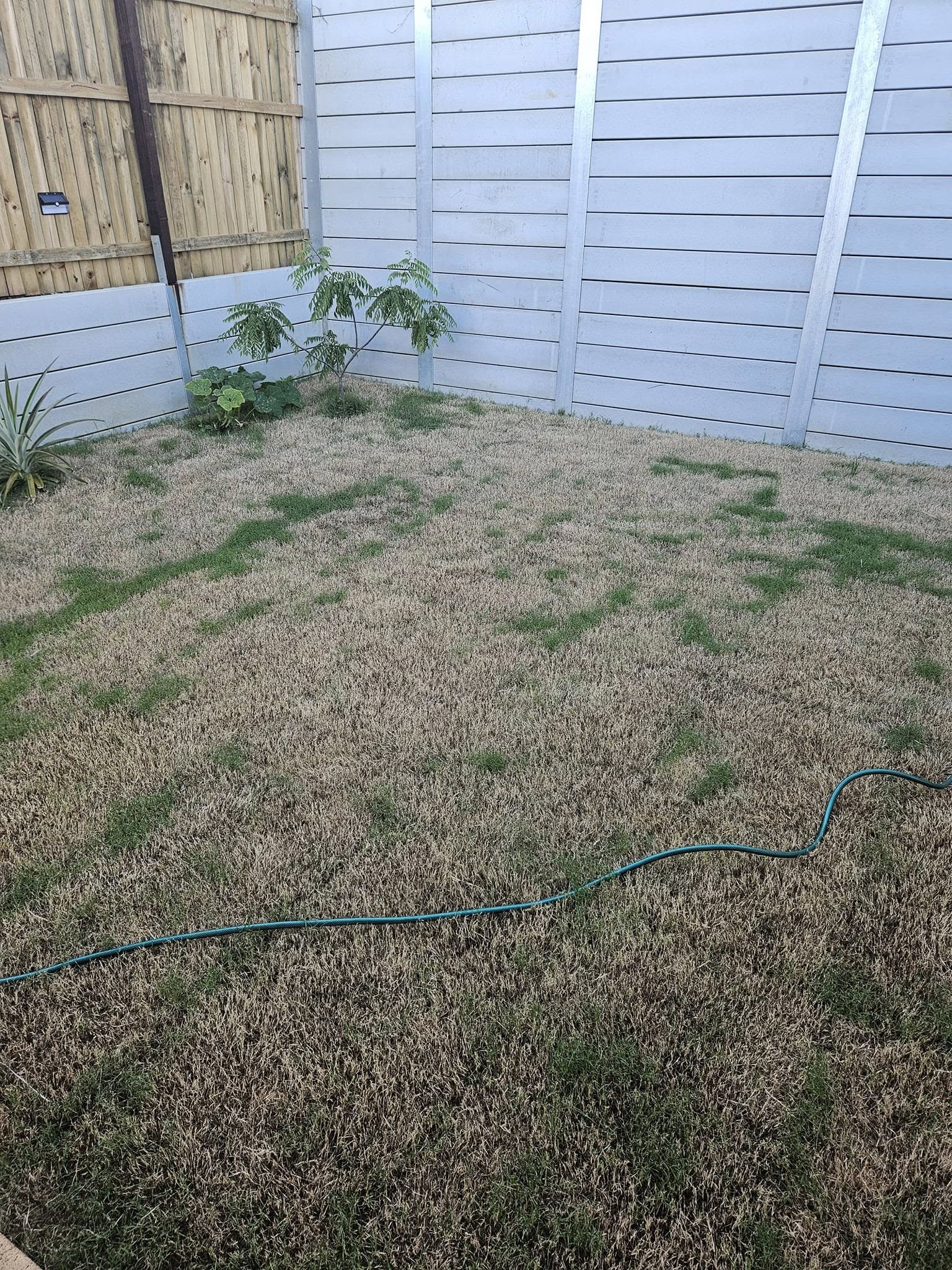 Recovering Sudbury lawn two weeks after switching to deep infrequent watering