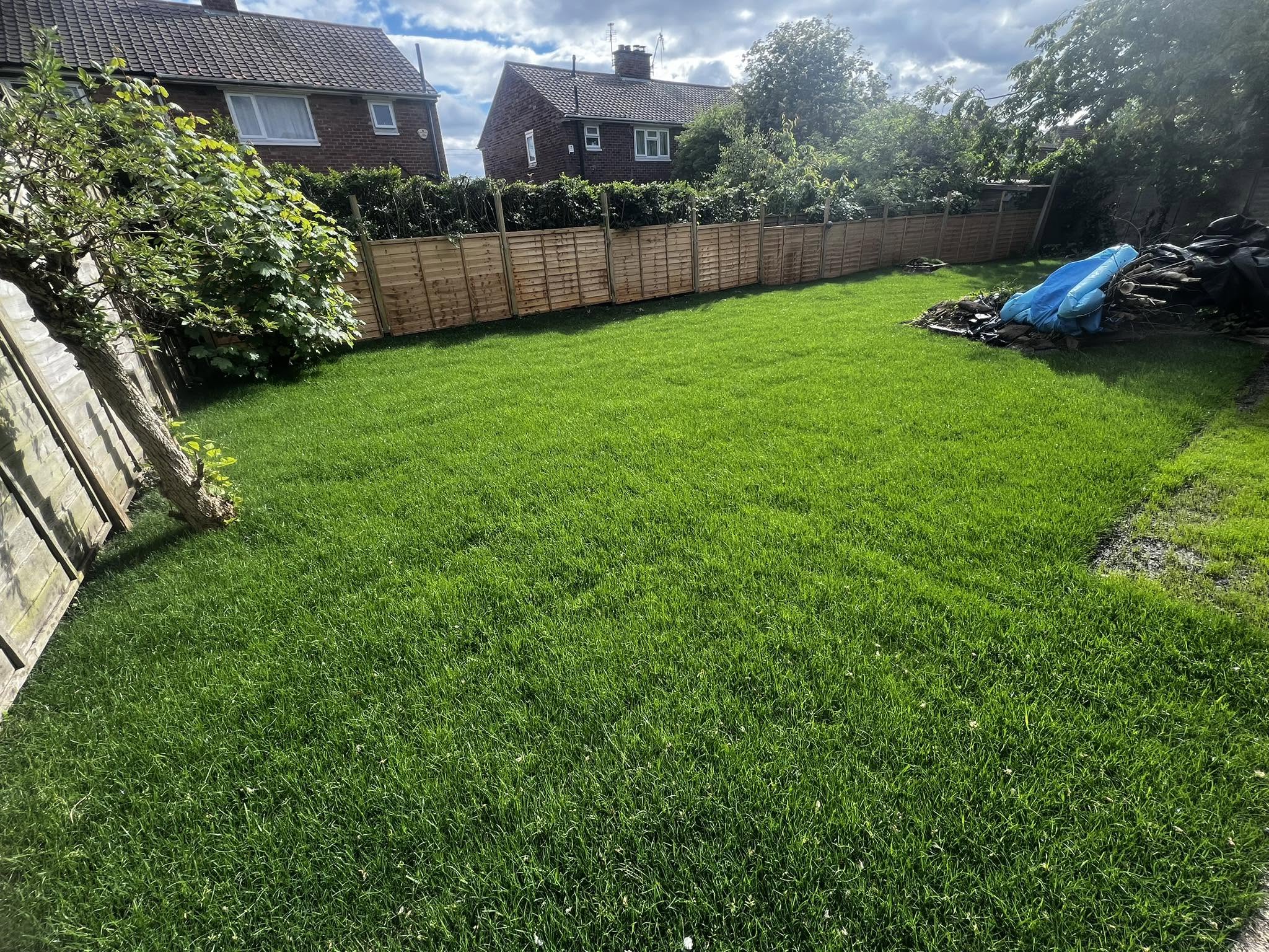 Recovering Sudbury lawn two weeks after switching to deep infrequent watering