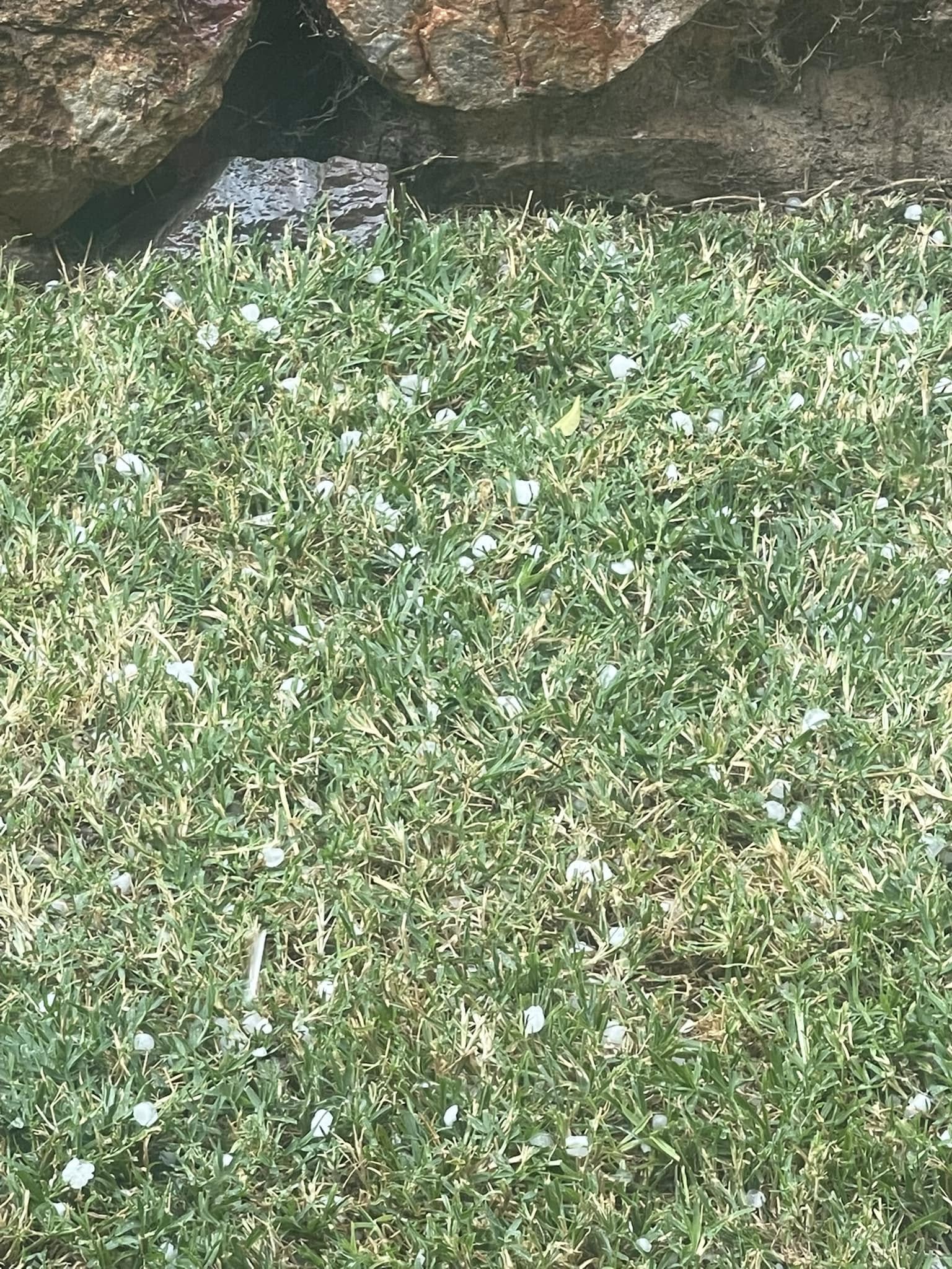 Sudbury homeowner assessing lawn condition two days after hailstorm damage