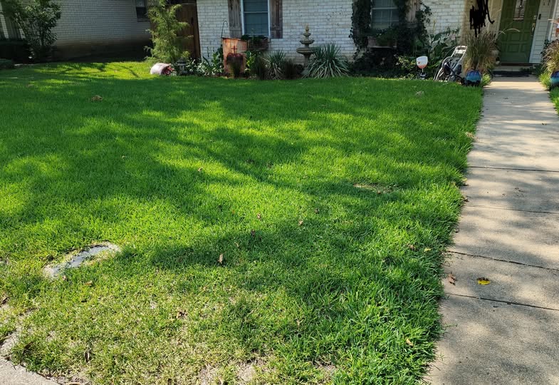 Sudbury homeowner looking confused at struggling lawn before calling lawn care company