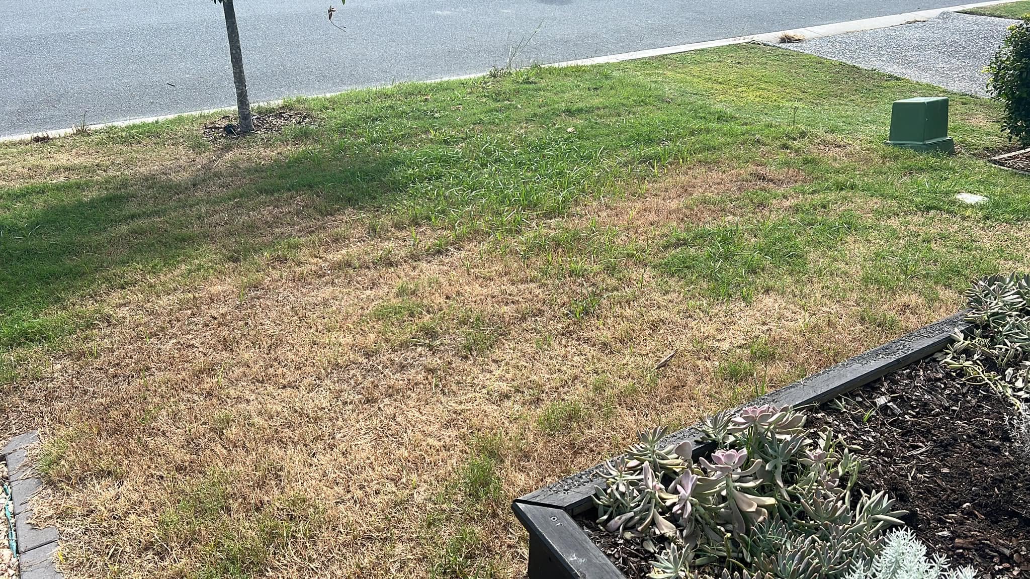 Sudbury lawn at day 7 of vacation showing early stress and growth signs