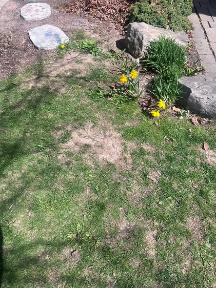 Sudbury lawn fall repair reactive expensive bare patches sod overseeding cost