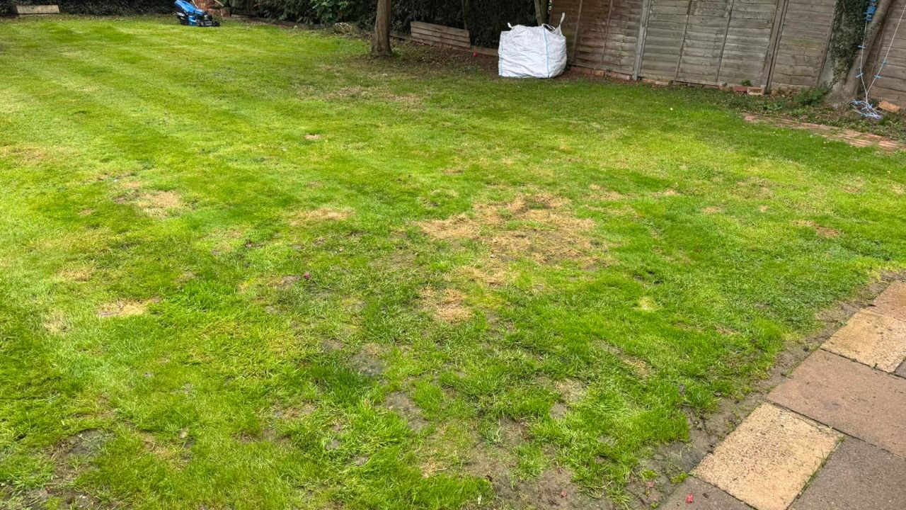 Sudbury lawn repair cost expensive mistake homeowner wasted money season