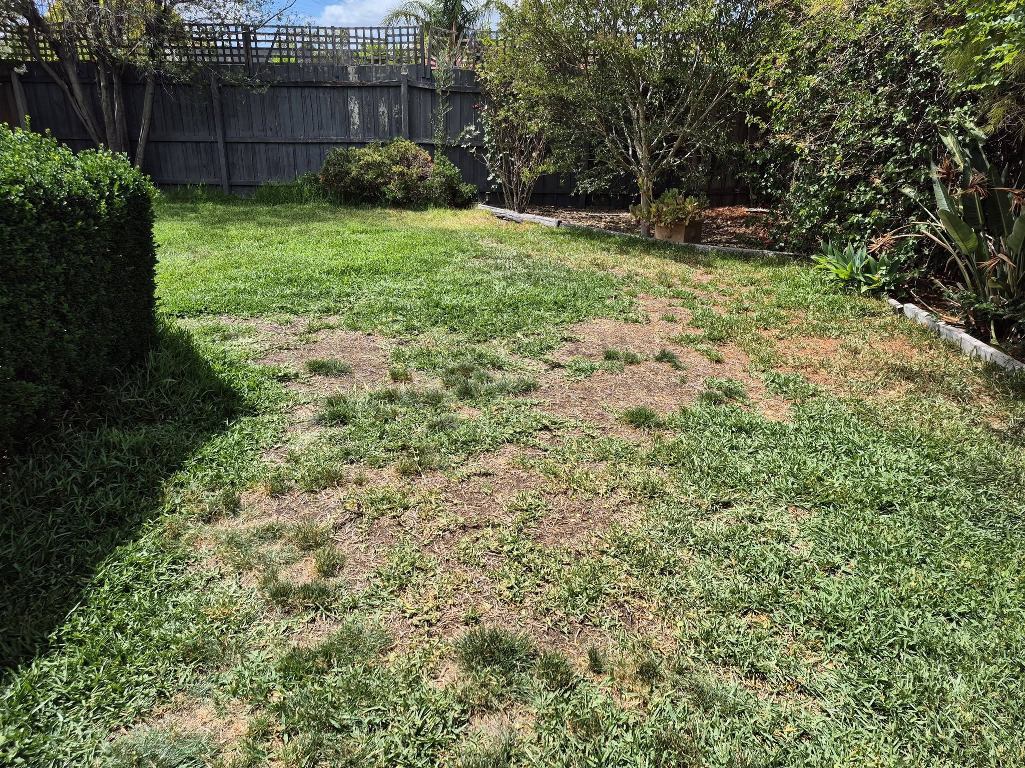 Sudbury lawn scalped too short showing stressed grass