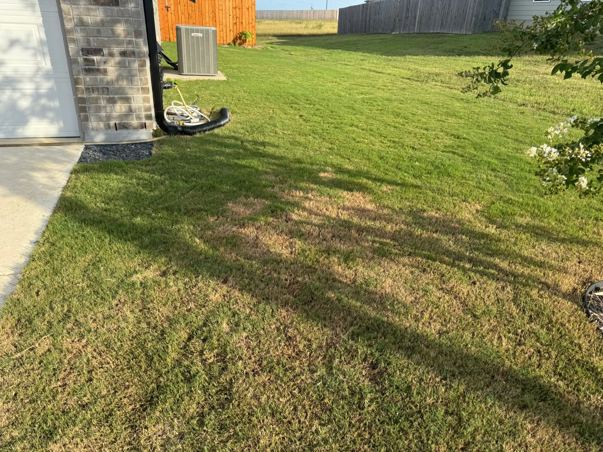 Sudbury lawn showing heat and dry stress from shifting 2026 summer weather pattern