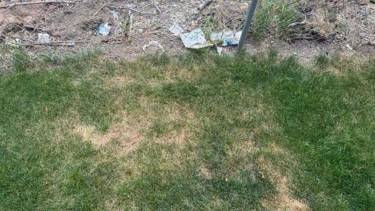 Sudbury lawn showing stress and disease from daily overwatering for one month