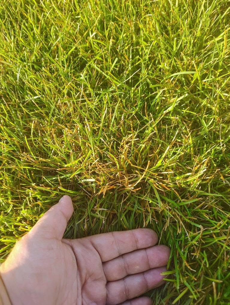 checking grass crown survival after cover removal on a Sudbury Ontario lawn