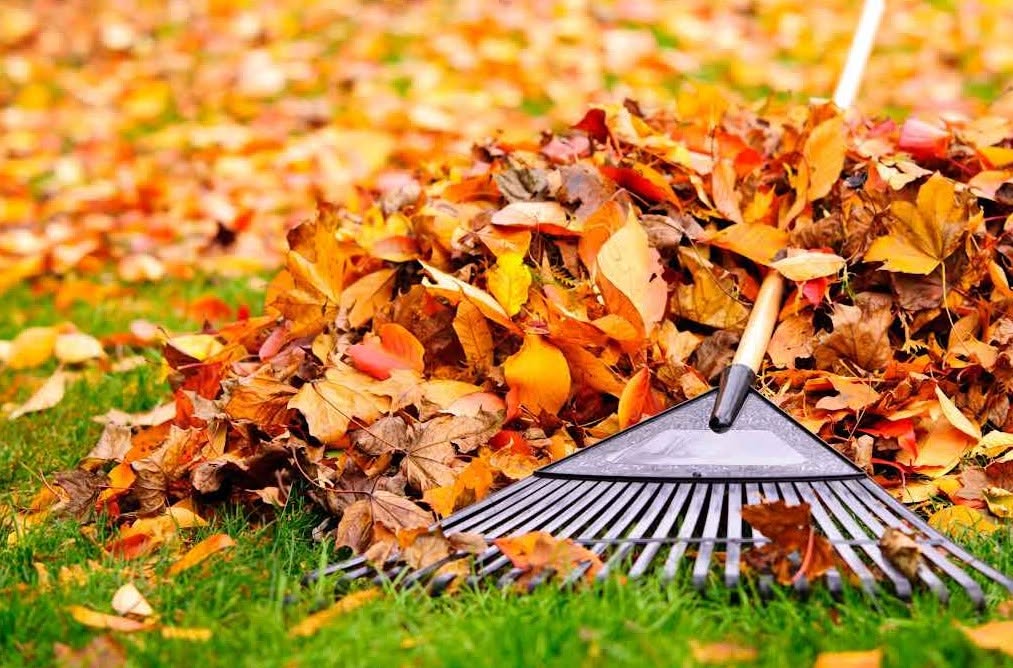 crew raking and bagging leaves during a property cleanup in Sudbury Ontario