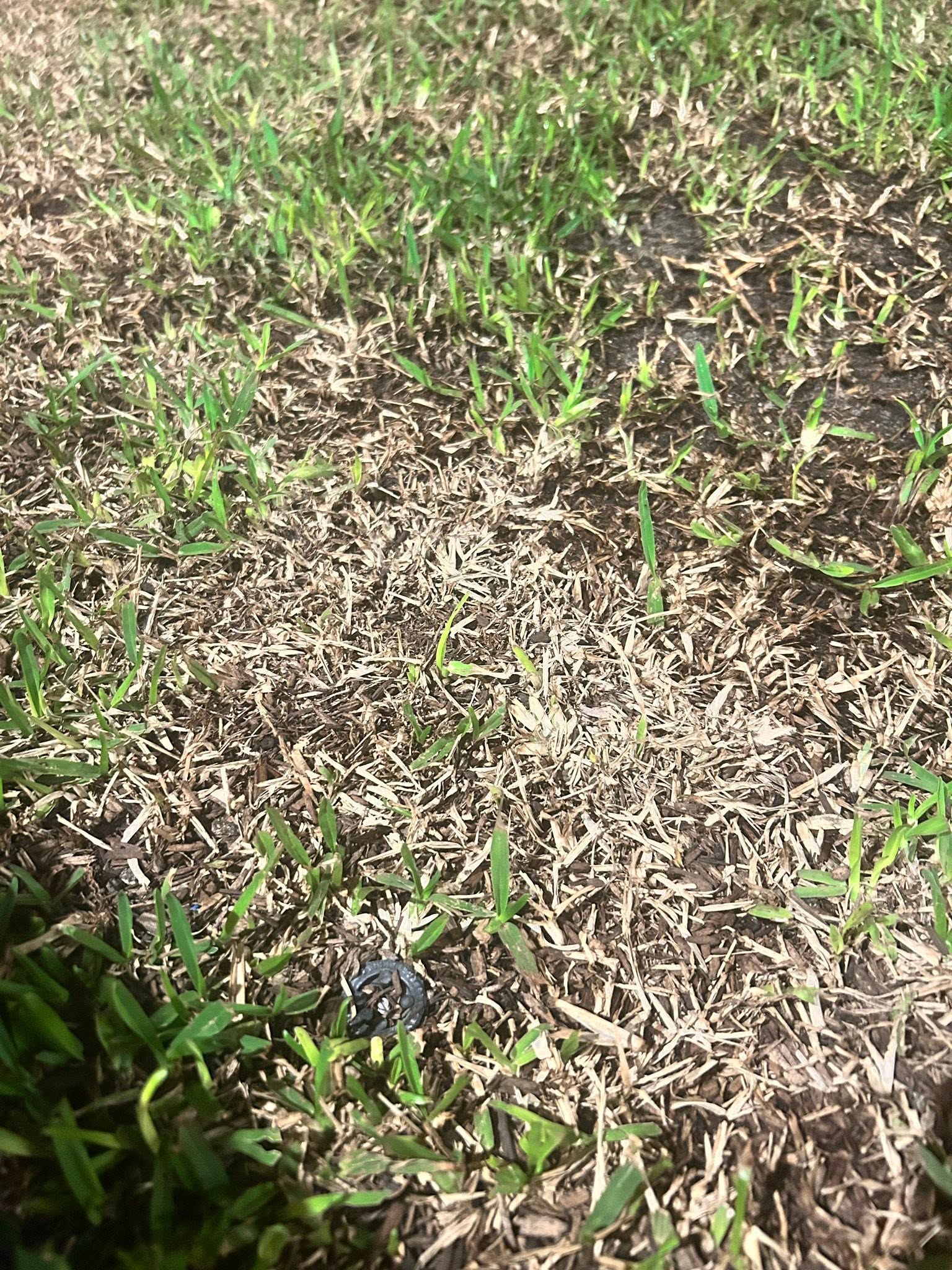 grass blade wilting folding blue grey colour heat stress lawn Sudbury