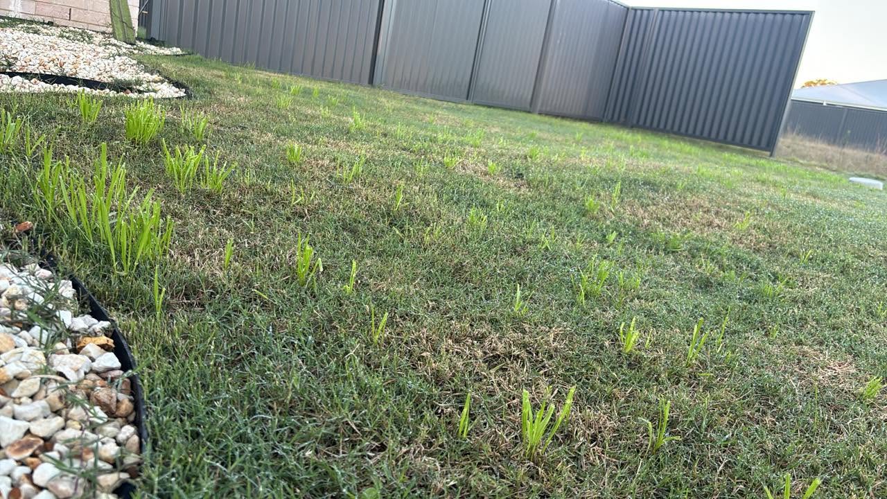 lawn wilt versus dormancy versus damage comparison Sudbury Ontario summer