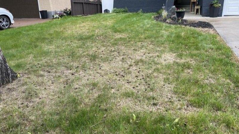neglected patchy lawn in Lively Ontario before restoration work begins
