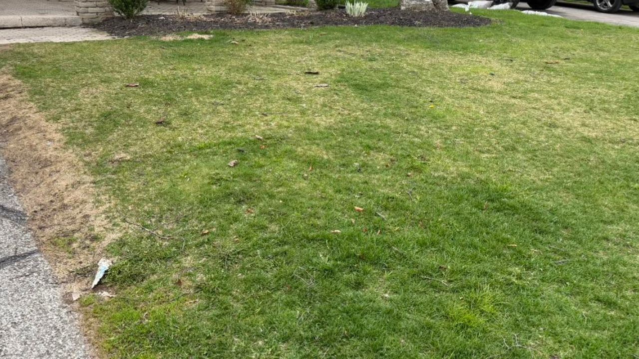 two Sudbury lawns side by side different grass seed results same street neighbourhood